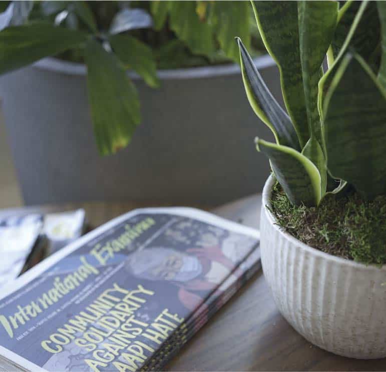 Planta com musgo em seu vaso e próximo de um jornal.
