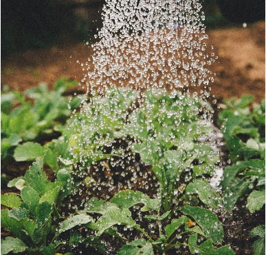 Plantas sendo regadas