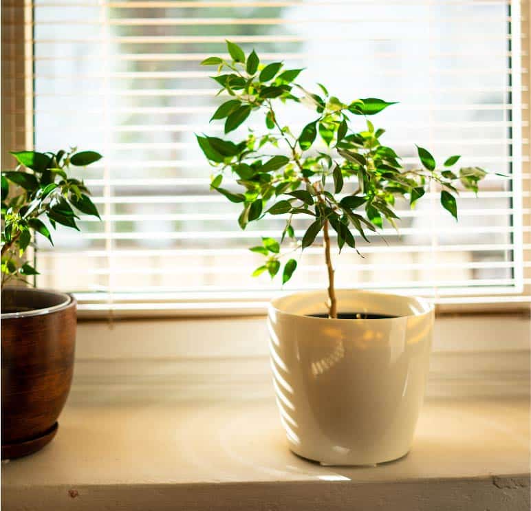 Cuidados com suas plantas que estão no vaso