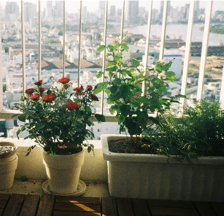 Plantas em uma sacada de prédio