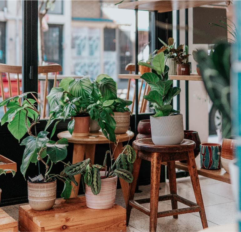 Plantas em conjunto dentro de ambiente fechado.