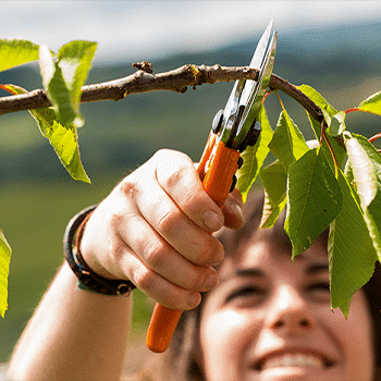 tesoura para jardinagem.