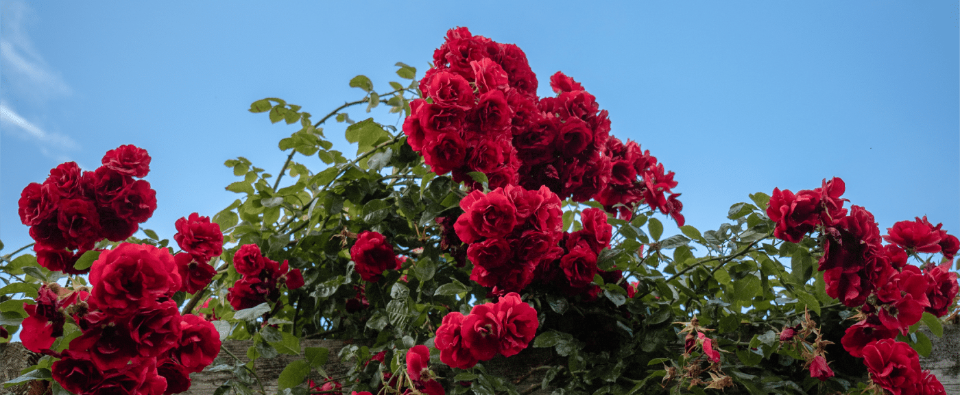 rosas em casa
