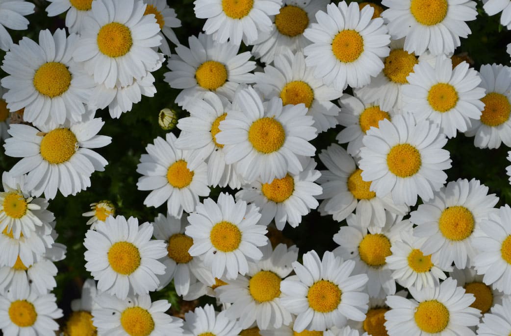 margarida Plantas floríferas