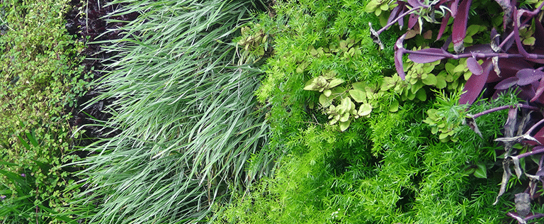 Jardim Vertical sem impermeabilização