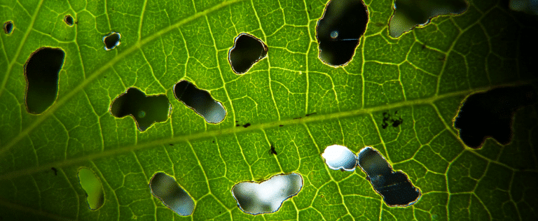 pragas no seu jardim