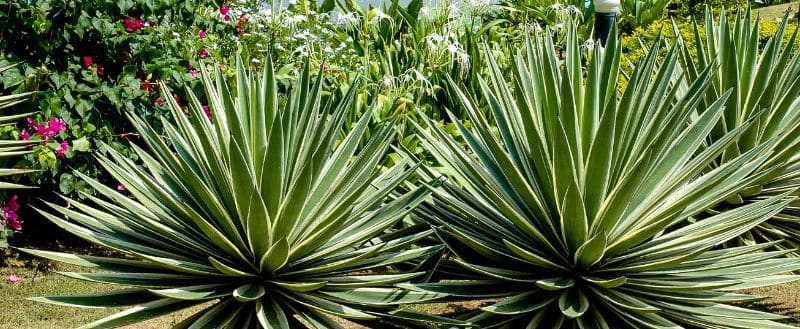 Agave