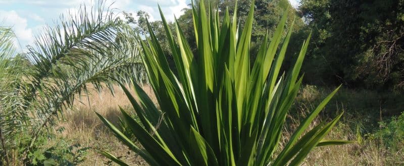 Jardim com muito sol