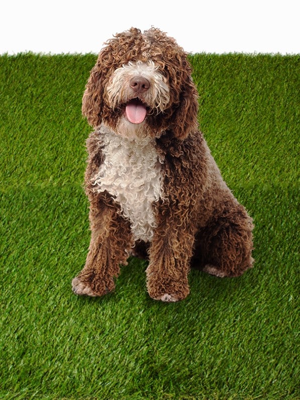 grama com cachorro com fundo (2)