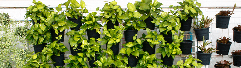 Comparativo de sistemas