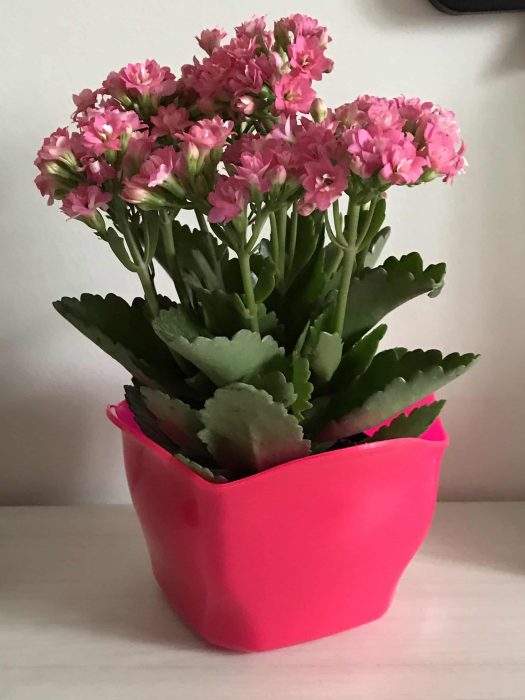 Foto 16-09-2018 16 59 25
